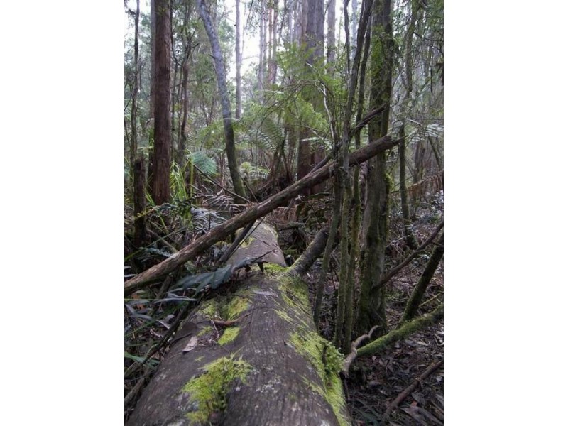 RA Hastings Esplanade, Hastings TAS 7109