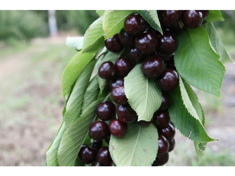 7891 Channel Highway, Cygnet TAS 7112