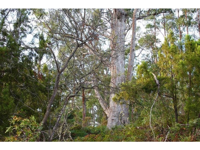 1686 Cygnet Coast Road, Cradoc TAS 7109
