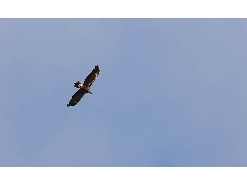 289 She Oak Road, Judbury TAS 7109