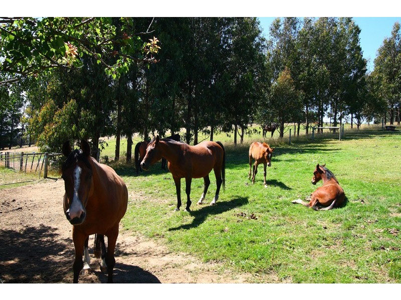 39 Britcliffes Road, Geeveston TAS 7116