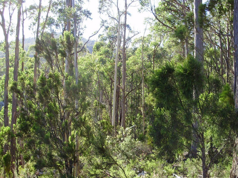 Lot 3 Tobys Hill Road, Cygnet TAS 7112