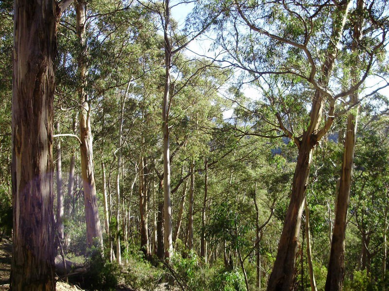 Lot 3 Tobys Hill Road, Cygnet TAS 7112