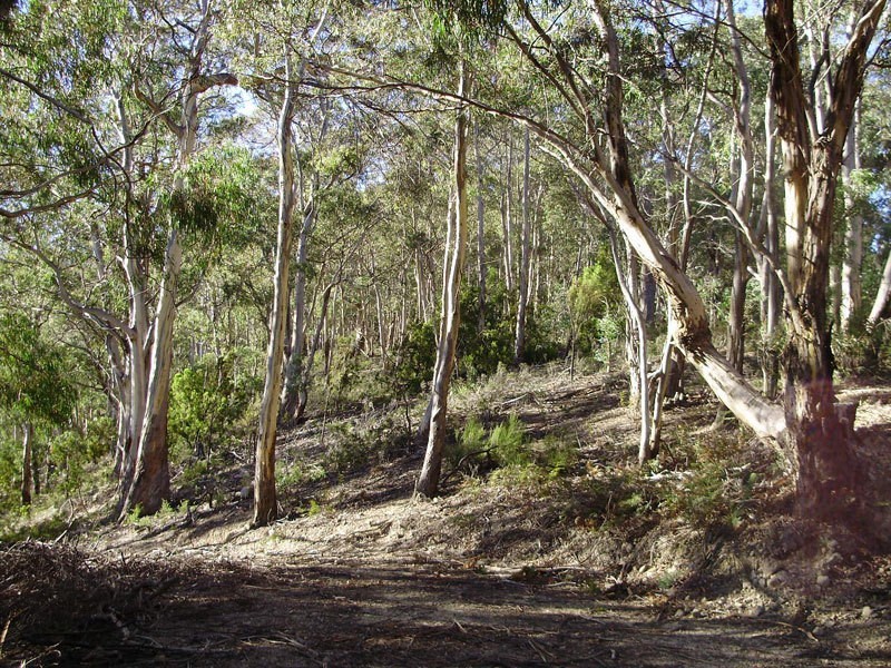 Lot 3 Tobys Hill Road, Cygnet TAS 7112