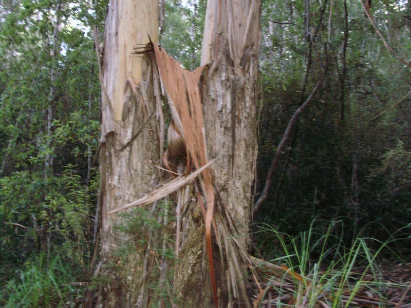 Lot 1 Tobys Hill Road, Cygnet TAS 7112