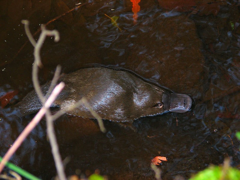 384 Bakers Creek Road, Lucaston TAS 7109