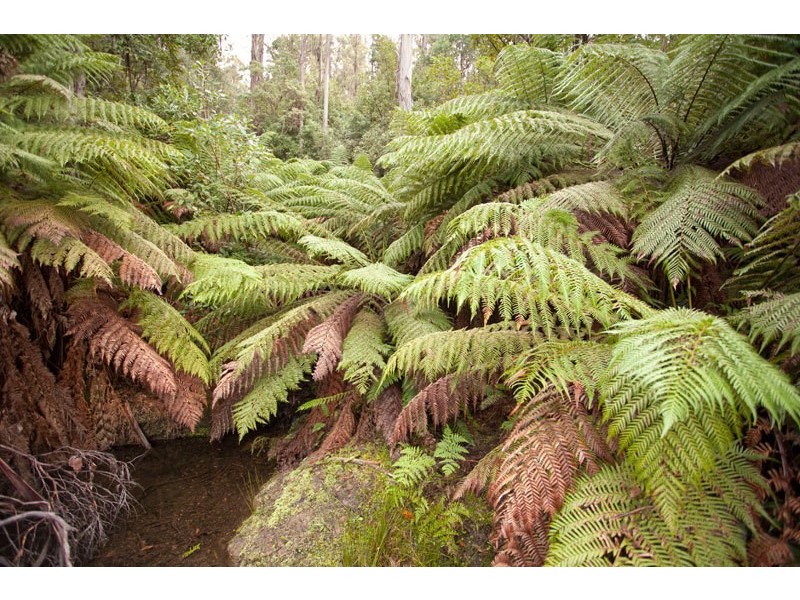 Lot 4 Bakers Creek Road, Lucaston TAS 7109