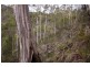 1557  Pelverata Road, Pelverata TAS 7150