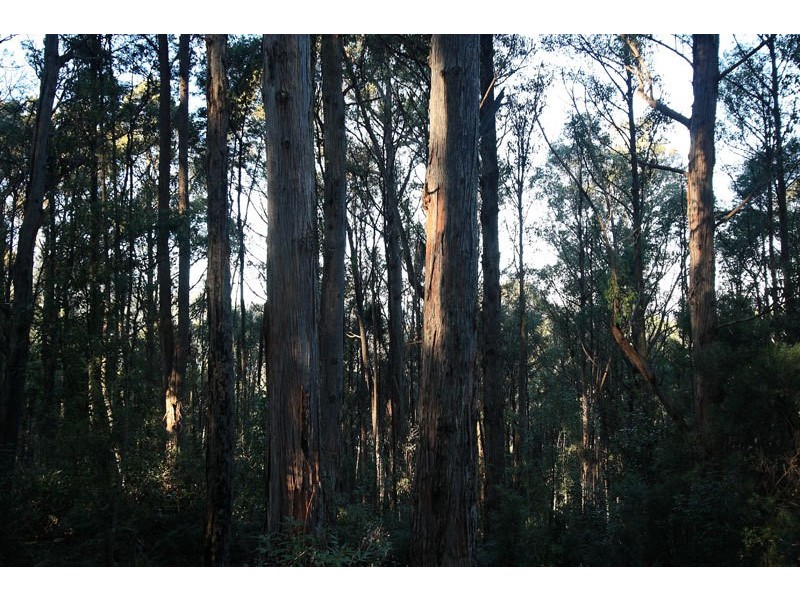 Lot 1 Bygraves Road, Crabtree TAS 7109