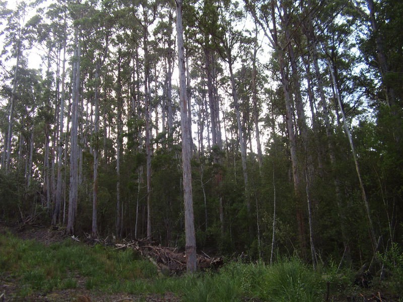 Lot 2 Hastings Esplanade, Hastings TAS 7109