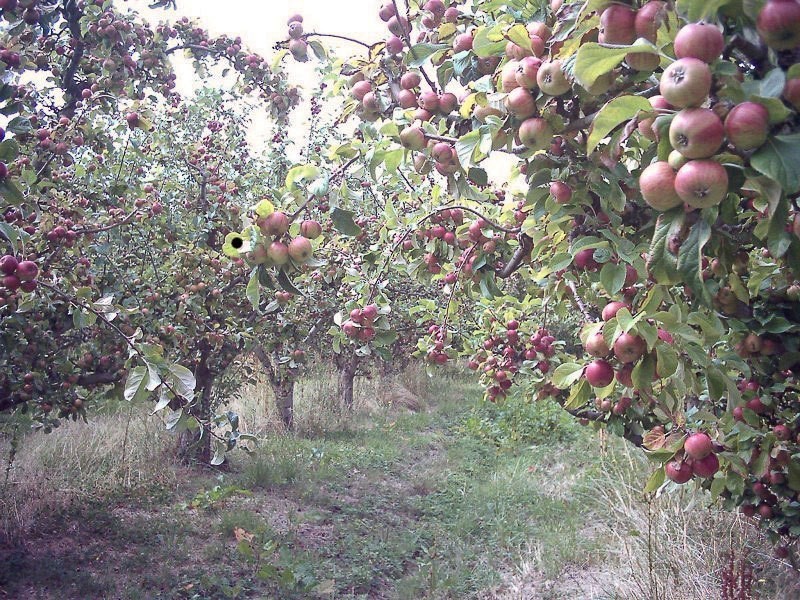 Lot 3 Scotts Road, Geeveston TAS 7116