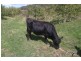Lot 3 Scotts Road, Geeveston TAS 7116