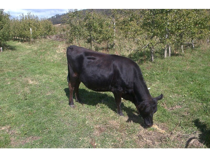 Lot 3 Scotts Road, Geeveston TAS 7116