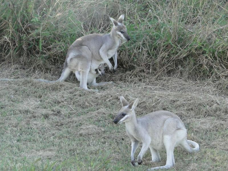 Agnes Water QLD 4677