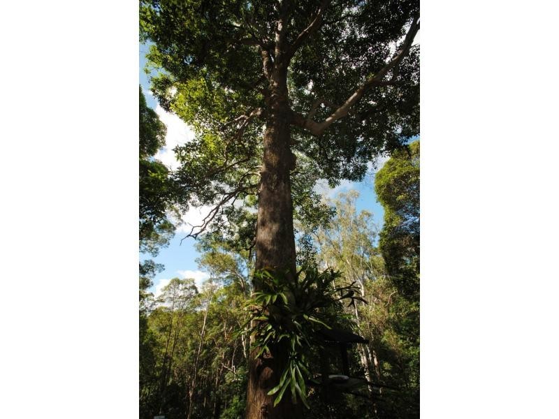 Mapleton QLD 4560