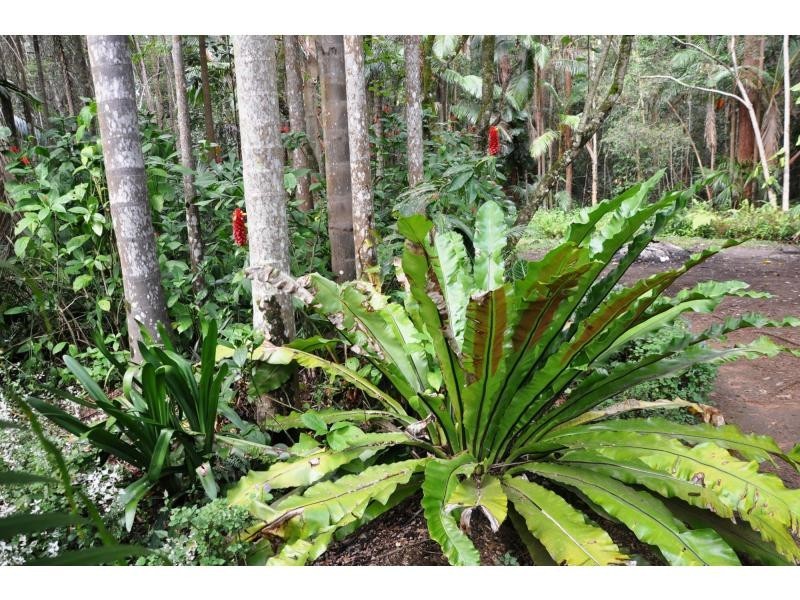 Palmwoods QLD 4555