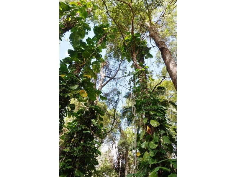 Palmwoods QLD 4555