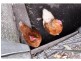 Image Flat QLD 4560