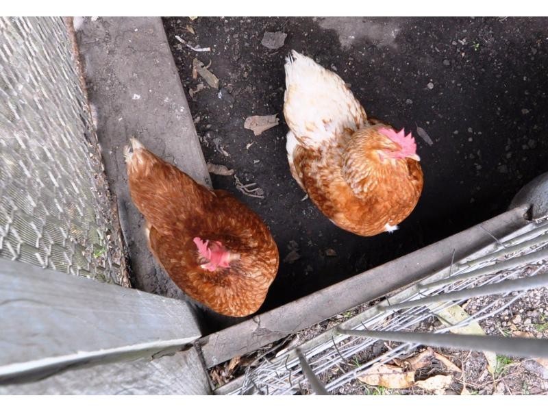 Image Flat QLD 4560
