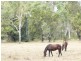 270 WILSON Road, Jarvisfield QLD 4807
