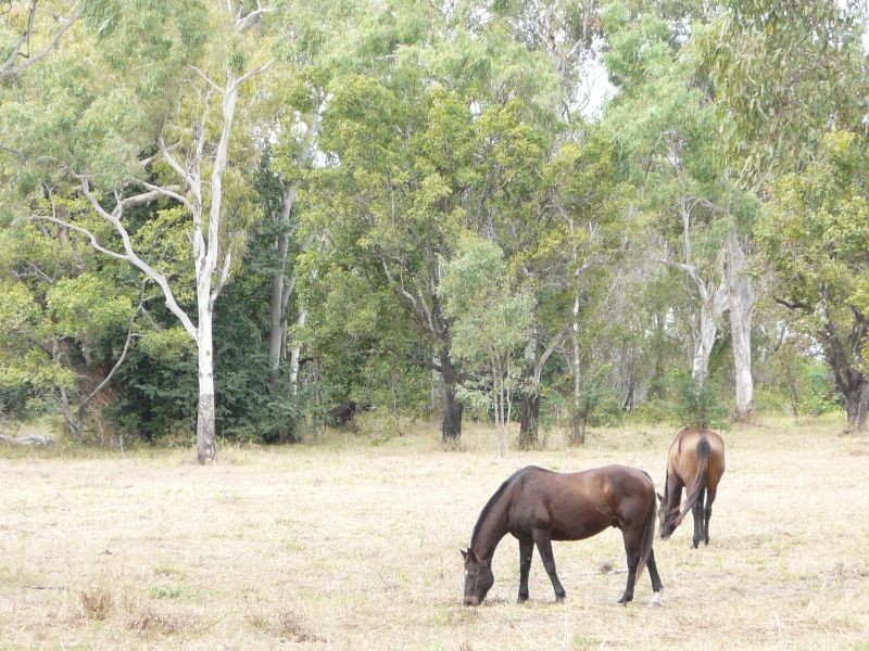 270 WILSON Road, Jarvisfield QLD 4807