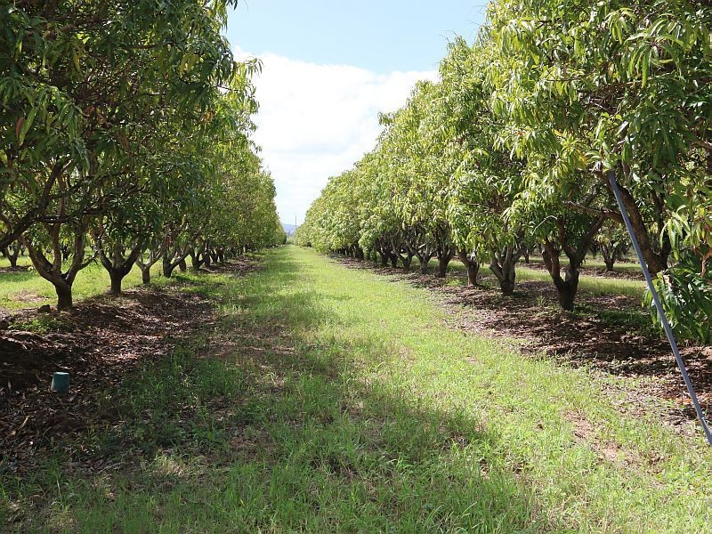 2560 KIRKNIE Road, Kirknie QLD 4806