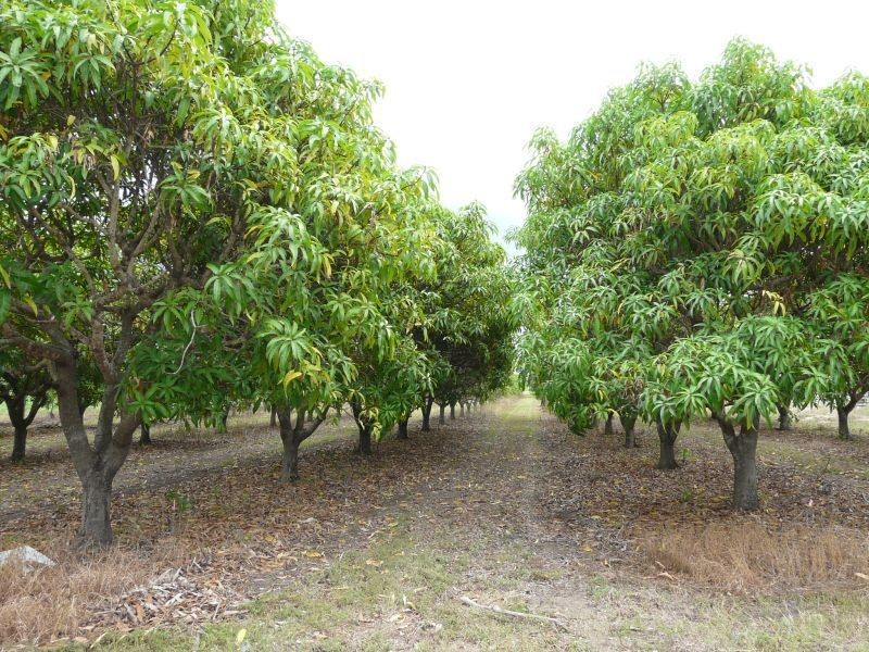 198 MOUNTAINVIEW Road, Airville QLD 4807