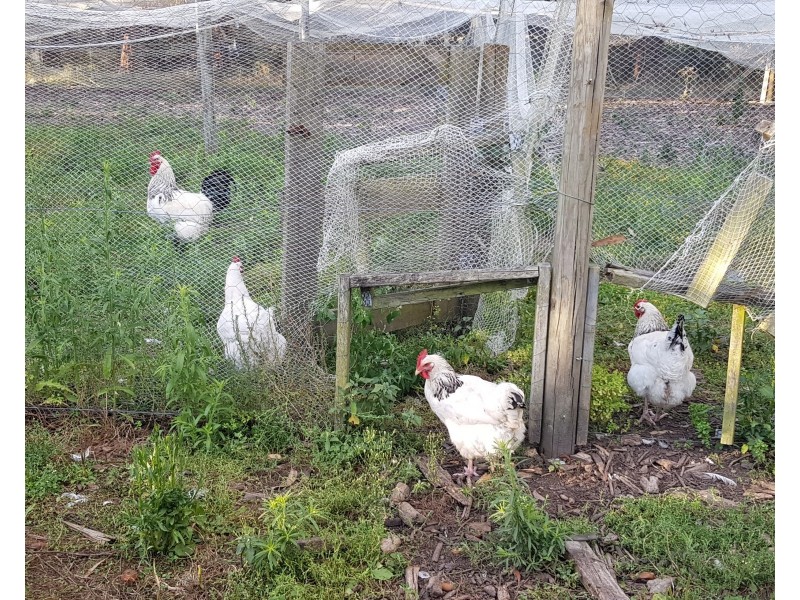 277 Fullers Road, Foster VIC 3960