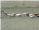 Purga QLD 4306