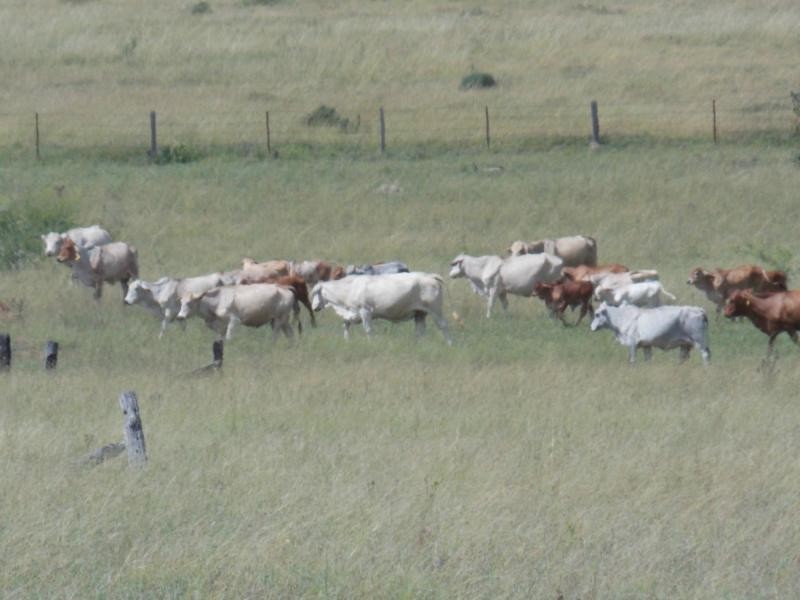 Purga QLD 4306