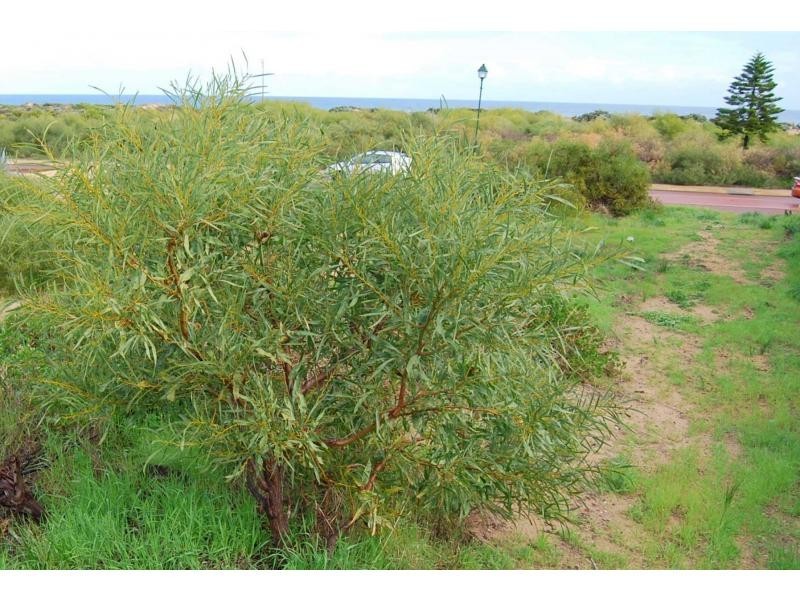 148 Foreshore Drive, Singleton WA 6175