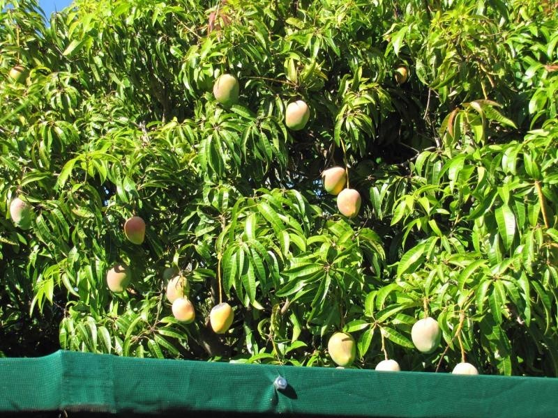 11 National Park Road, Swan View WA 6056