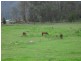 Cobargo NSW 2550