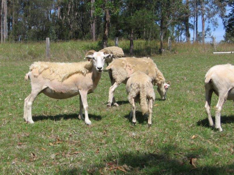 7 Rilys Road, Coolagolite NSW 2550