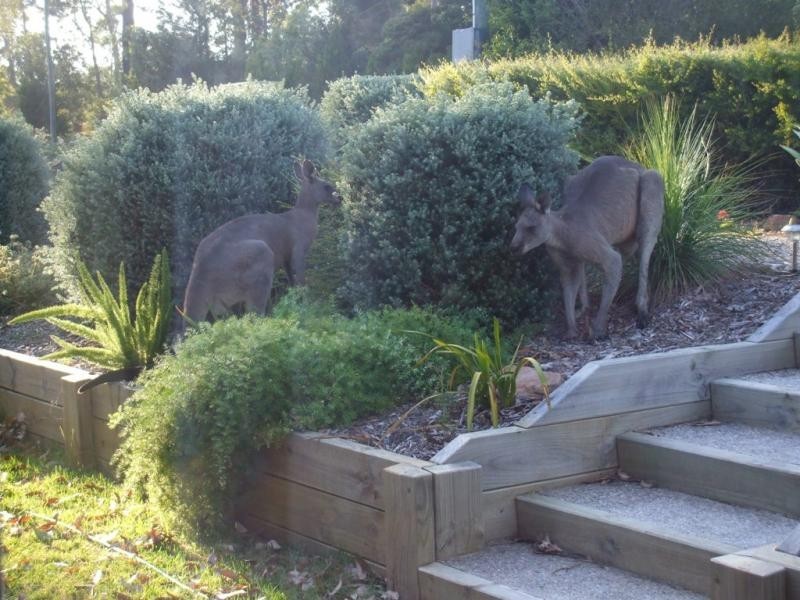 Wallaga Lake NSW 2546