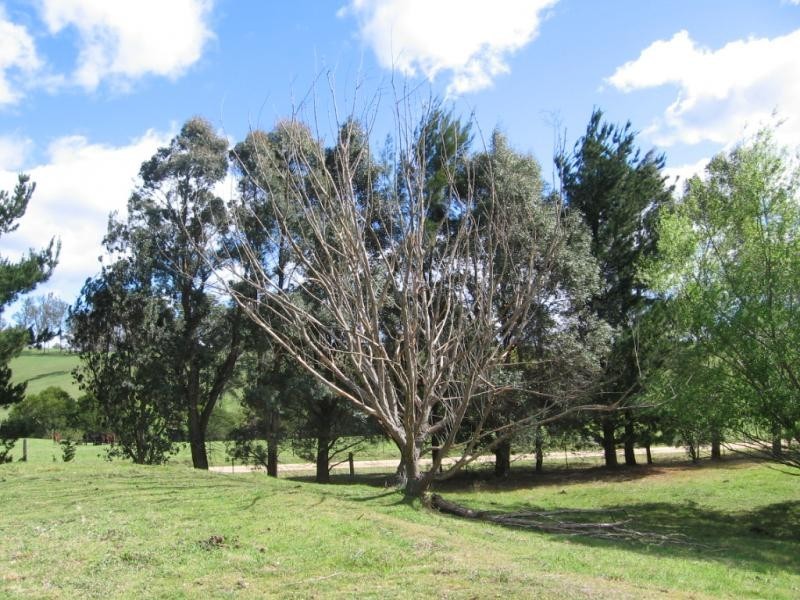 Lot 376 Murrabrine Lane, Cobargo NSW 2550
