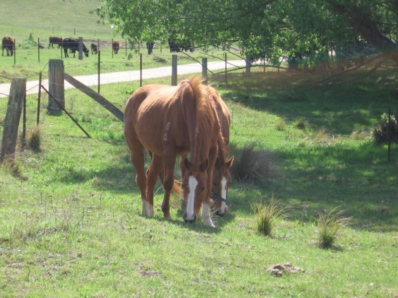 Lot 376 Murrabrine Lane, Cobargo NSW 2550