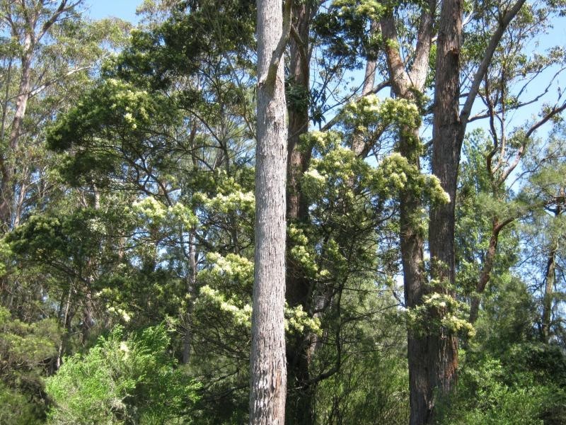 Lot 1 Bermagui Tathra Road, Barragga Bay NSW 2546