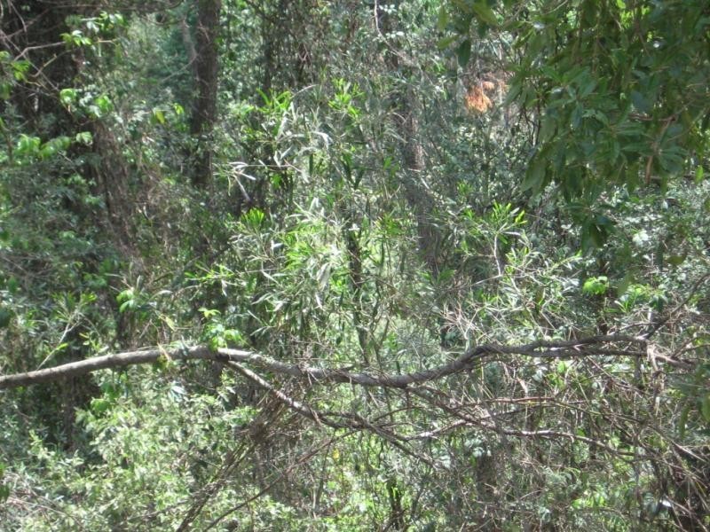 Lot 74 Barrabooka Road, Tanja NSW 2550