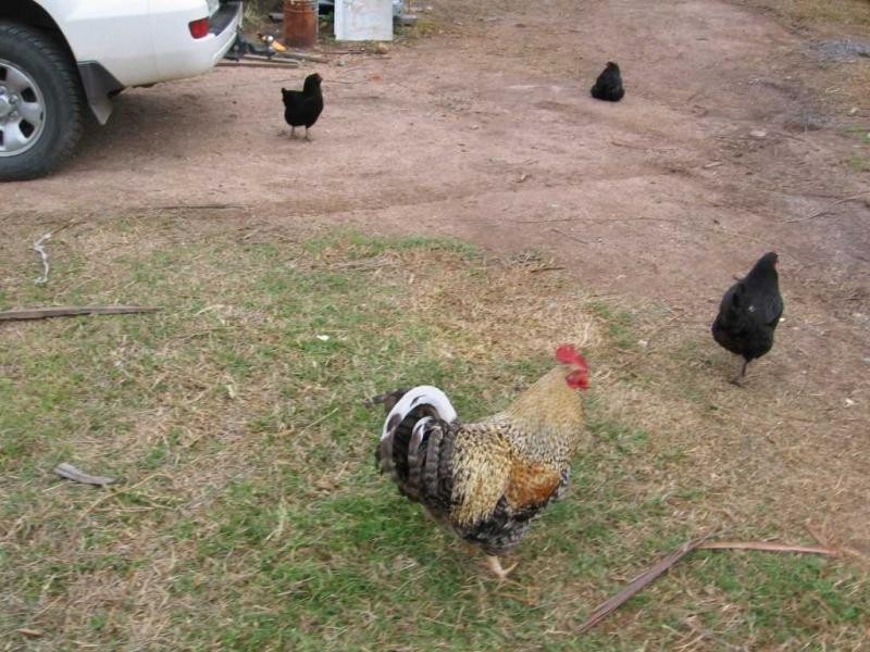 Lot 340 County Boundary Road, Yowrie, Cobargo NSW 2550