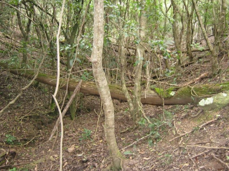 Lot 274 Nutleys Creek Road, Bermagui NSW 2546
