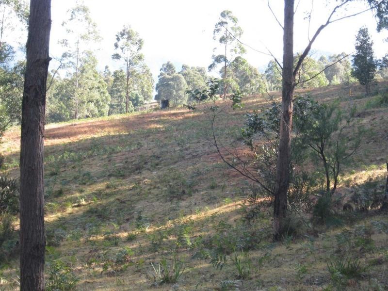 Lot 982 Yowrie Road, Yowrie, Cobargo NSW 2550
