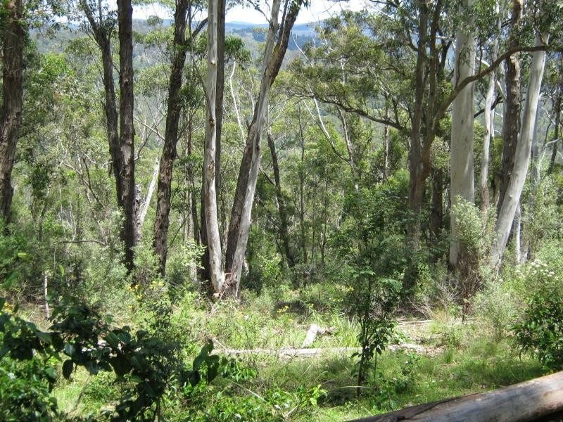 L191 Hore-Lacey’s Road, Verona, Cobargo NSW 2550