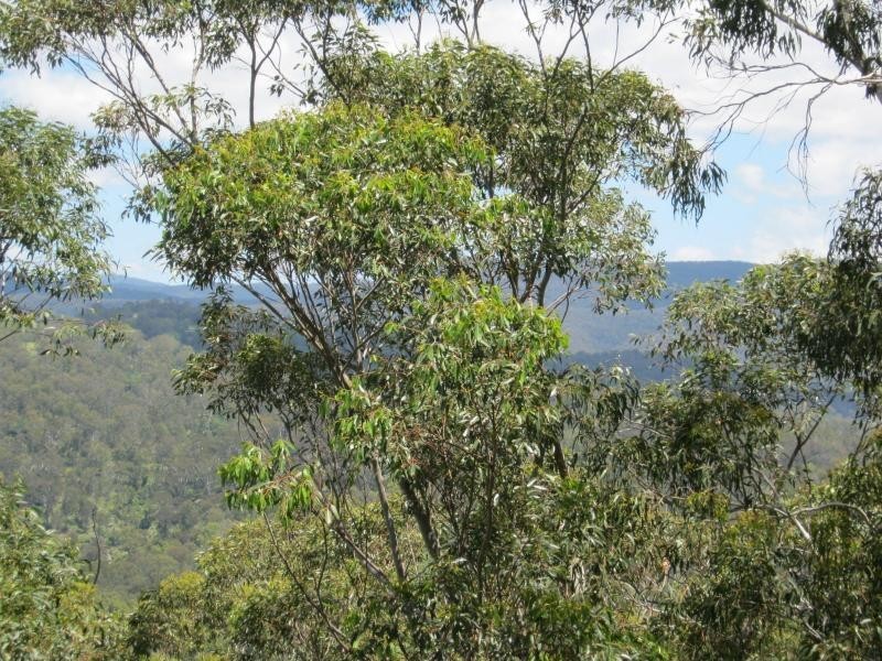 L191 Hore-Lacey’s Road, Verona, Cobargo NSW 2550