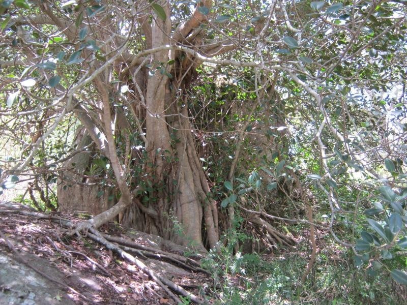 L191 Hore-Lacey’s Road, Verona, Cobargo NSW 2550