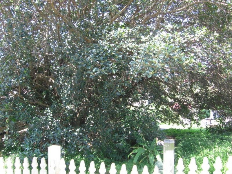 25 Bate Street, Central Tilba NSW 2546