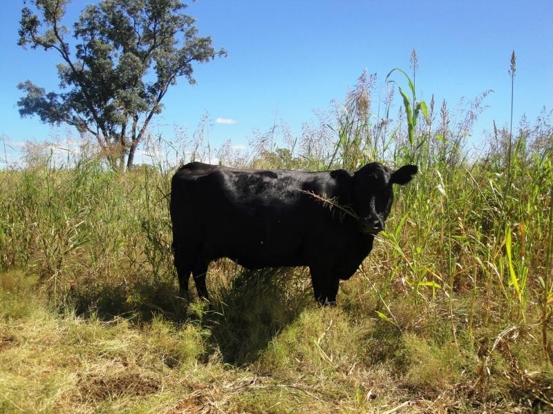 269 Wilga View Lane, Boggabri NSW 2382