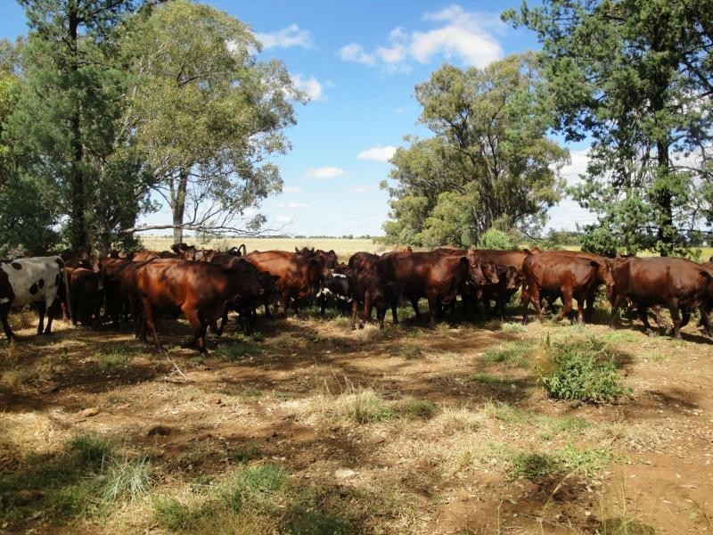 269 Wilga View Lane, Boggabri NSW 2382