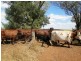 239 Wilga View Lane, Boggabri NSW 2382