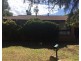 2 Newell Ave, Gunnedah NSW 2380